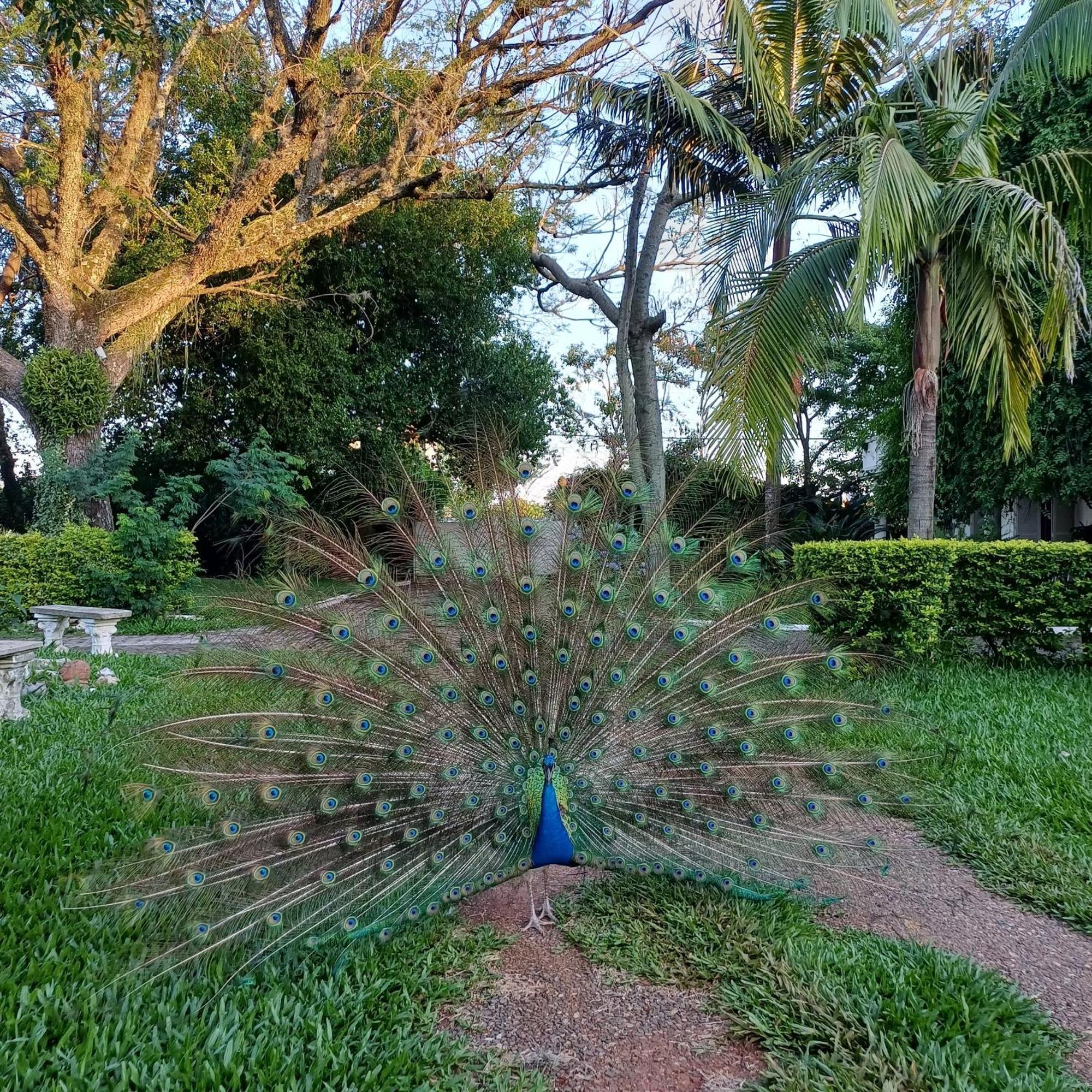 Chacara Rosa Cortiana Bed & Breakfast São Gabriel Dış mekan fotoğraf