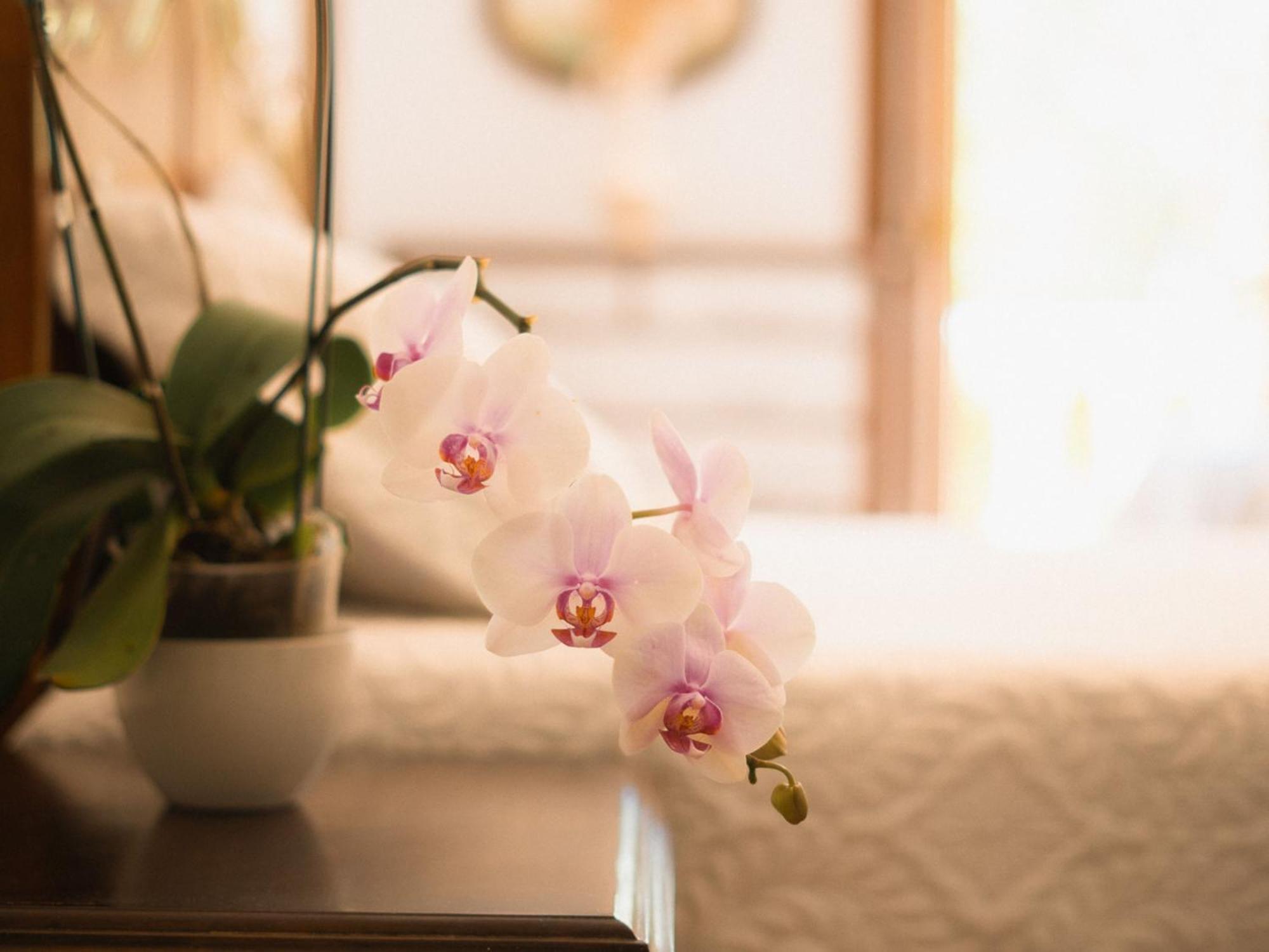 Chacara Rosa Cortiana Bed & Breakfast São Gabriel Dış mekan fotoğraf